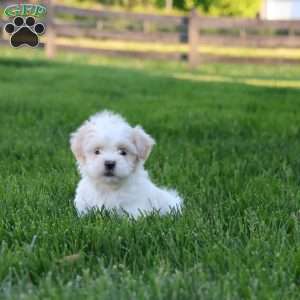 Hawk, Teddy Bear Puppy